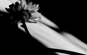 تازترین جزئیات از قصه تلخ عشق منجربه خودکشی دخترو پسر کهگیلویه وبویراحمدی +گفتگو با خانواده